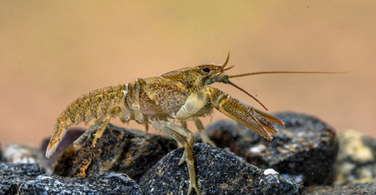 Crayfish-540x280.jpg Crayfish-540x280.jpg