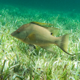 North Dakota Fishing Resources